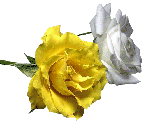 ROSA GRIS Y AMARILLA.gif